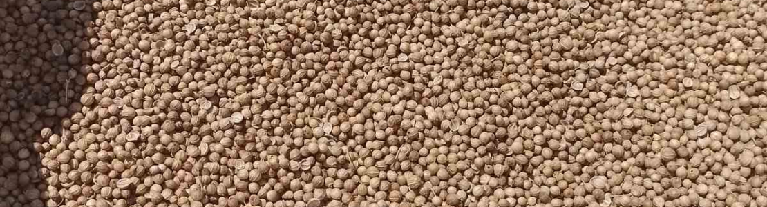 Coriander Seeds - New Crop 2023